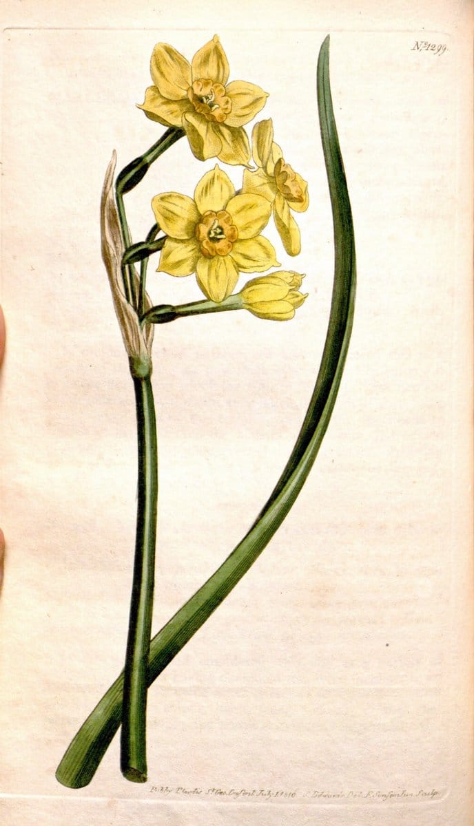 Dragable Image