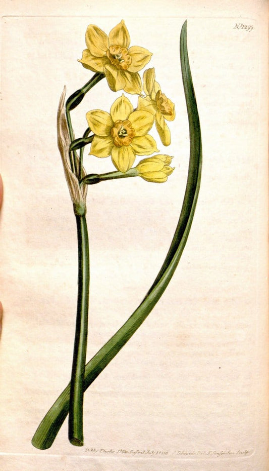 Curtis's botanical magazine. London ; New York [etc.] :Academic Press [etc.]. | "Botanical illustration" Botany Periodicals "Pictorial works" "Plants, Ornamental"  | Vintage Print Reproduction 451725