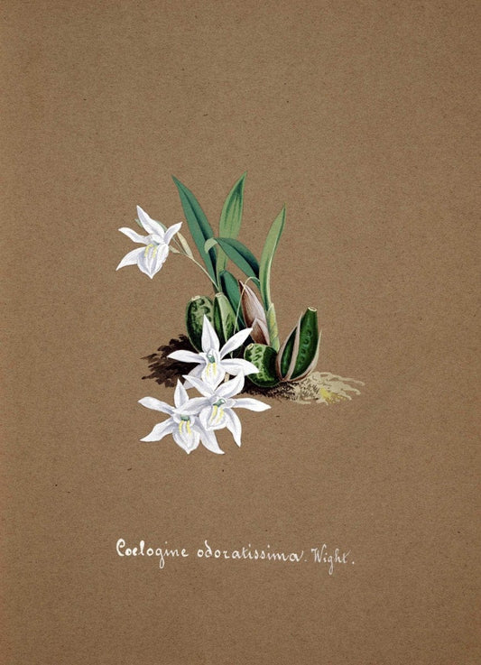 Collection d'orchideÃŒÂes.[S.l. :s.n.,18--]. | "Botanical illustration" Orchidaceae "Orchidaceae in art" "Pictorial works"  | Vintage Print Reproduction 451728