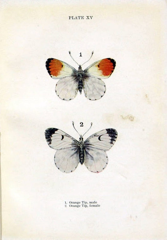 Butterflies and moths,.London & Edinburgh,T.C. & E.C. Jack[1910]. | Butterflies Moths "Cornell University Library" | Vintage Print Reproduction 451729