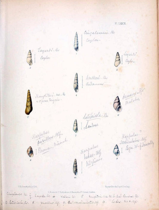Conchologia indica,.London,1870-1876.. |  | Vintage Print Reproduction 451730