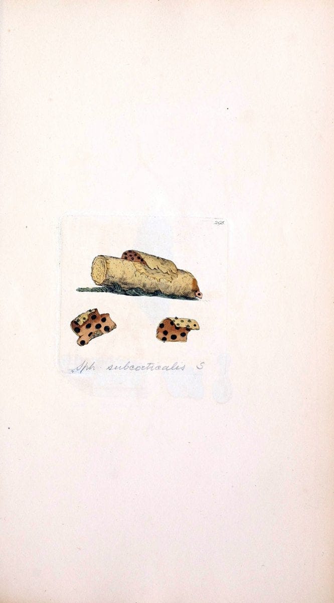 Coloured figures of English fungi or mushrooms. London,Printed by J. Davis,1797-[1809]. | England Mushrooms  | Vintage Print Reproduction 451731