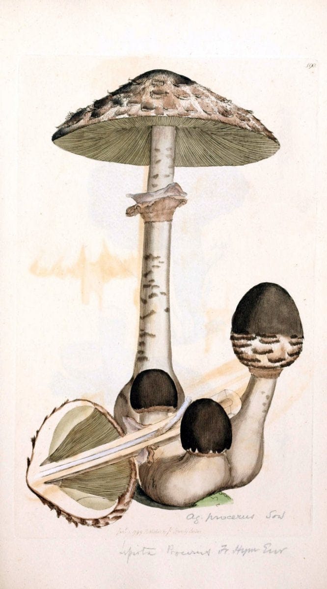 Coloured figures of English fungi or mushrooms. London,Printed by J. Davis,1797-[1809]. | England Mushrooms  | Vintage Print Reproduction 451733