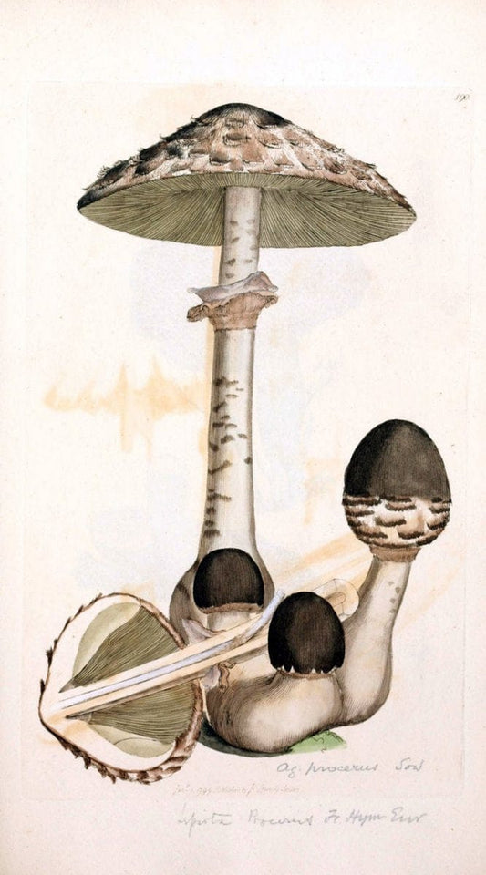 Coloured figures of English fungi or mushrooms. London,Printed by J. Davis,1797-[1809]. | England Mushrooms  | Vintage Print Reproduction 451733