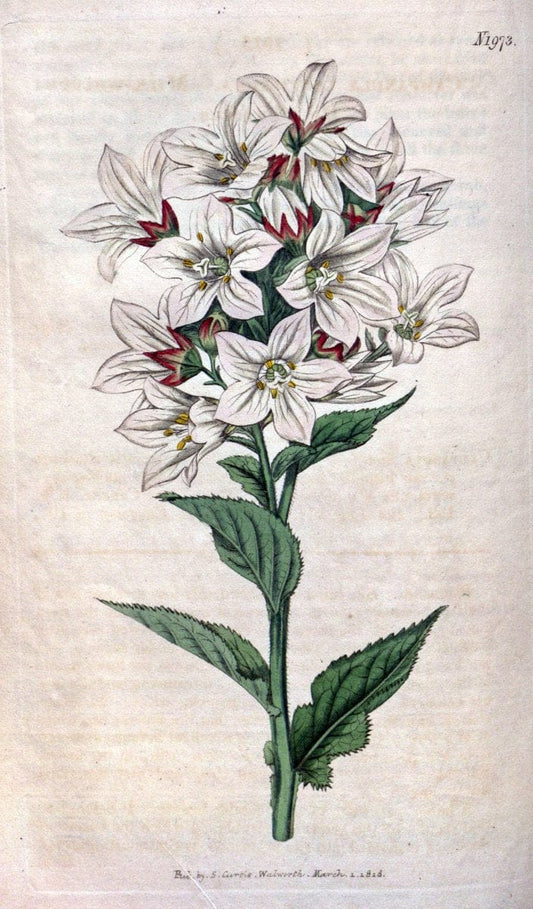 Curtis's botanical magazine. London ; New York [etc.] :Academic Press [etc.]. | "Botanical illustration" Botany Periodicals "Pictorial works" "Plants, Ornamental"  | Vintage Print Reproduction 451734