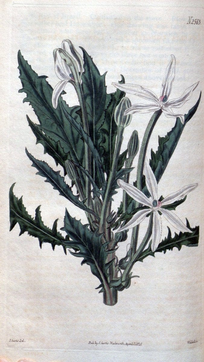 Curtis's botanical magazine. London ; New York [etc.] :Academic Press [etc.]. | "Botanical illustration" Botany Periodicals "Pictorial works" "Plants, Ornamental"  | Vintage Print Reproduction 451736