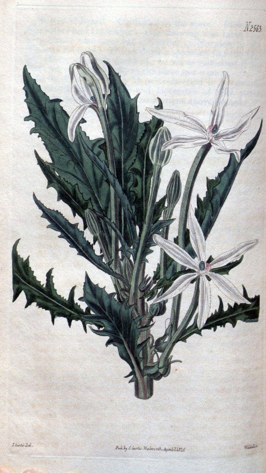 Curtis's botanical magazine. London ; New York [etc.] :Academic Press [etc.]. | "Botanical illustration" Botany Periodicals "Pictorial works" "Plants, Ornamental"  | Vintage Print Reproduction 451736