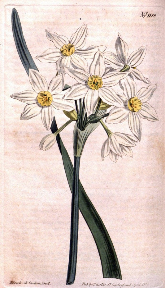 Curtis's botanical magazine. London ; New York [etc.] :Academic Press [etc.]. | "Botanical illustration" Botany Periodicals "Pictorial works" "Plants, Ornamental"  | Vintage Print Reproduction 451737