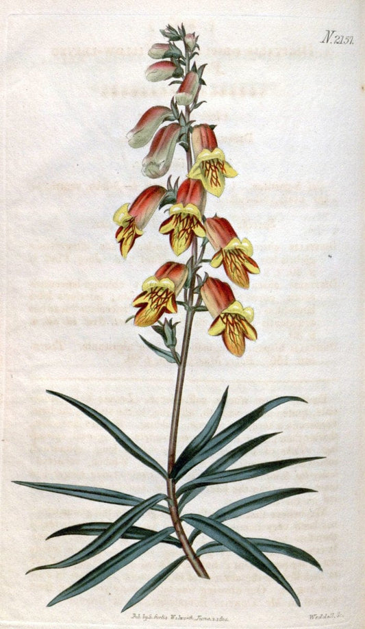 Curtis's botanical magazine. London ; New York [etc.] :Academic Press [etc.]. | "Botanical illustration" Botany Periodicals "Pictorial works" "Plants, Ornamental"  | Vintage Print Reproduction 451740