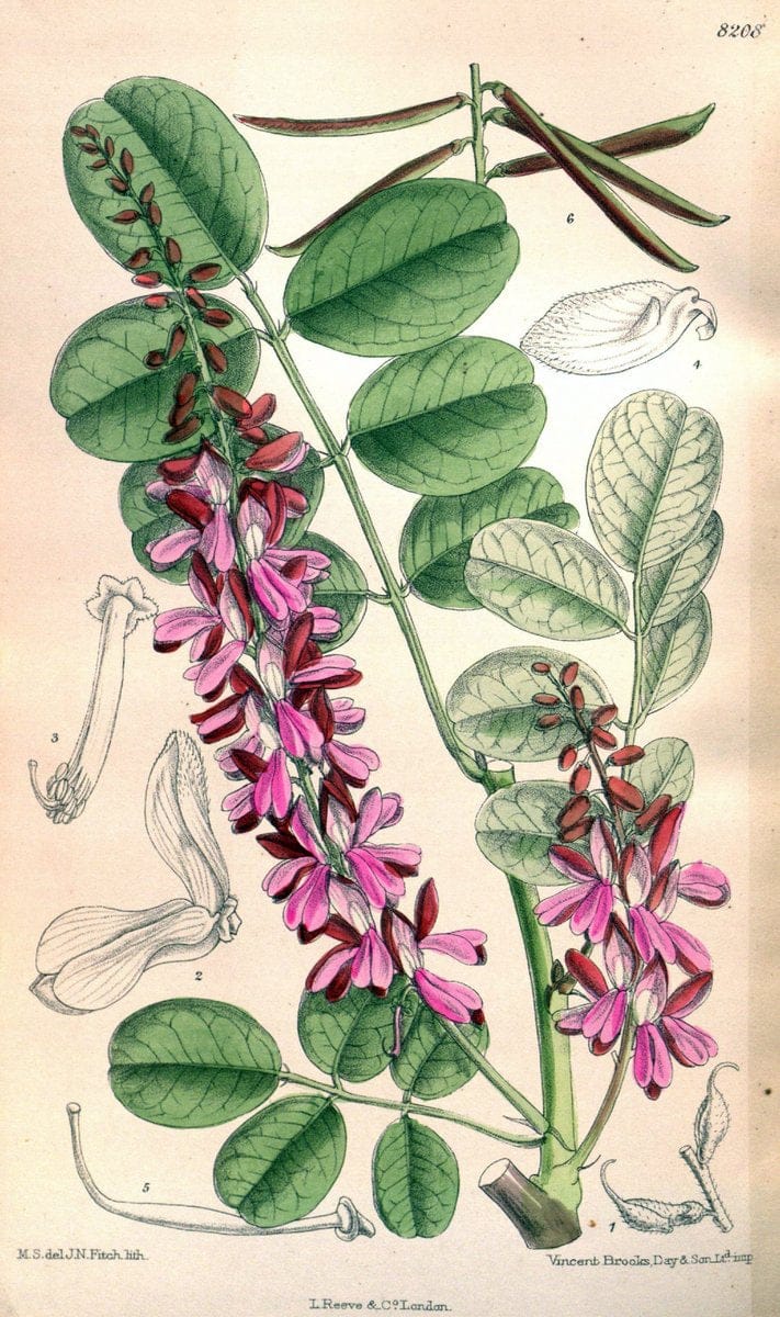 Curtis's botanical magazine. London ; New York [etc.] :Academic Press [etc.]. | "Botanical illustration" Botany Periodicals "Pictorial works" "Plants, Ornamental"  | Vintage Print Reproduction 451741