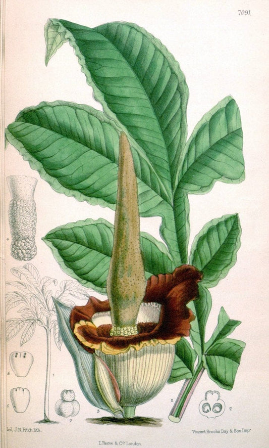 Curtis's botanical magazine. London ; New York [etc.] :Academic Press [etc.]. | "Botanical illustration" Botany Periodicals "Pictorial works" "Plants, Ornamental"  | Vintage Print Reproduction 451742