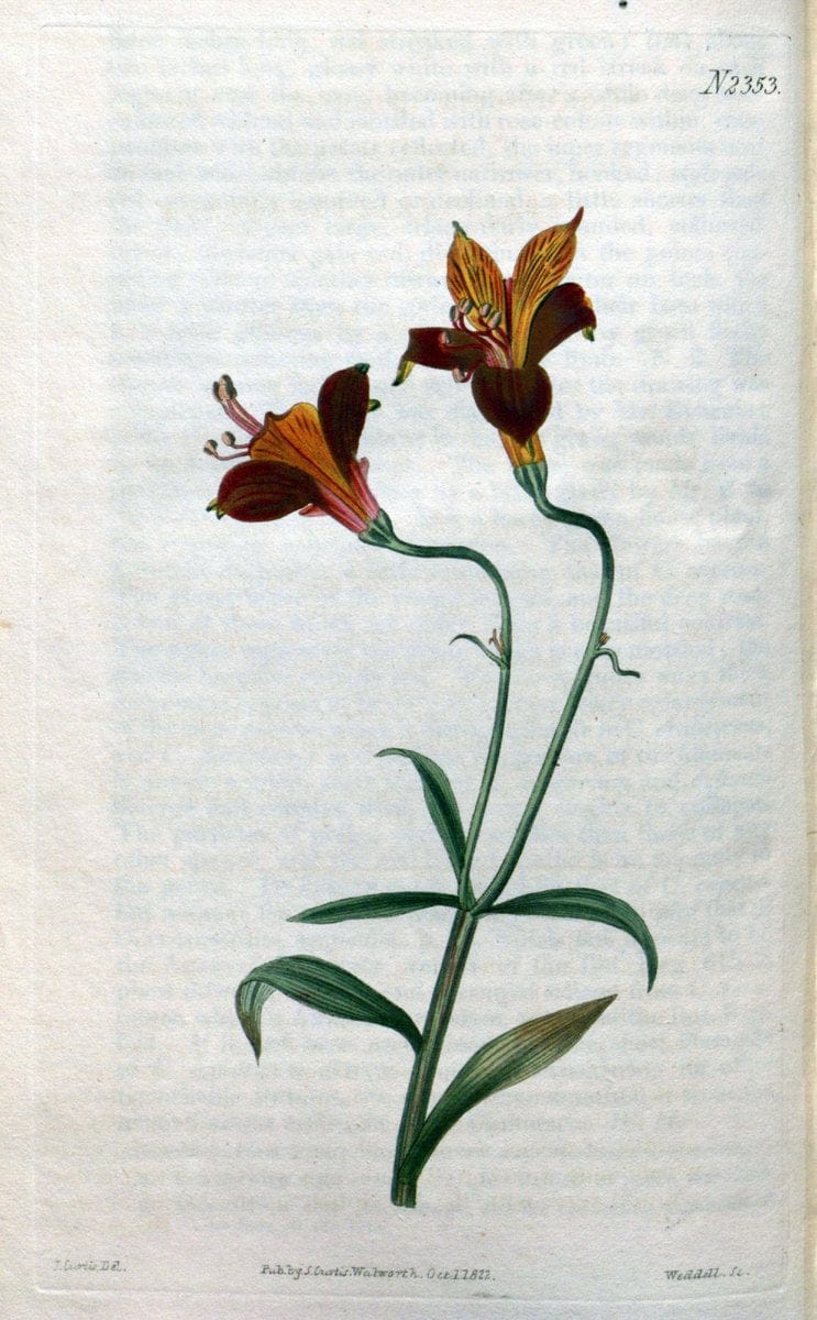 Curtis's botanical magazine. London ; New York [etc.] :Academic Press [etc.]. | "Botanical illustration" Botany Periodicals "Pictorial works" "Plants, Ornamental"  | Vintage Print Reproduction 451744
