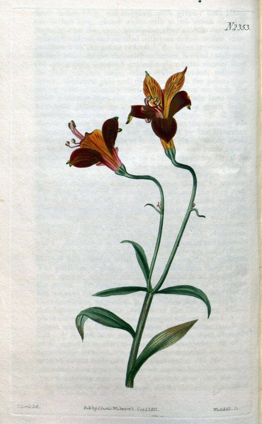 Curtis's botanical magazine. London ; New York [etc.] :Academic Press [etc.]. | "Botanical illustration" Botany Periodicals "Pictorial works" "Plants, Ornamental"  | Vintage Print Reproduction 451744