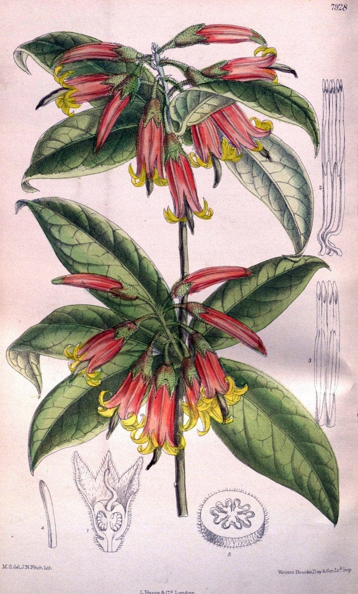 Curtis's botanical magazine. London ; New York [etc.] :Academic Press [etc.]. | "Botanical illustration" Botany Periodicals "Pictorial works" "Plants, Ornamental"  | Vintage Print Reproduction 451745