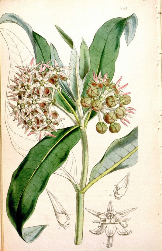 Curtis's botanical magazine. London ; New York [etc.] :Academic Press [etc.]. | "Botanical illustration" Botany Periodicals "Pictorial works" "Plants, Ornamental"  | Vintage Print Reproduction 451746