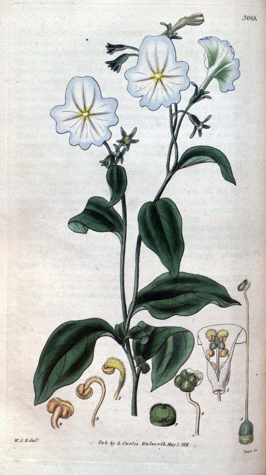Curtis's botanical magazine..London ;New York [etc.] :Academic Press [etc.]. |  | Vintage Print Reproduction 451747