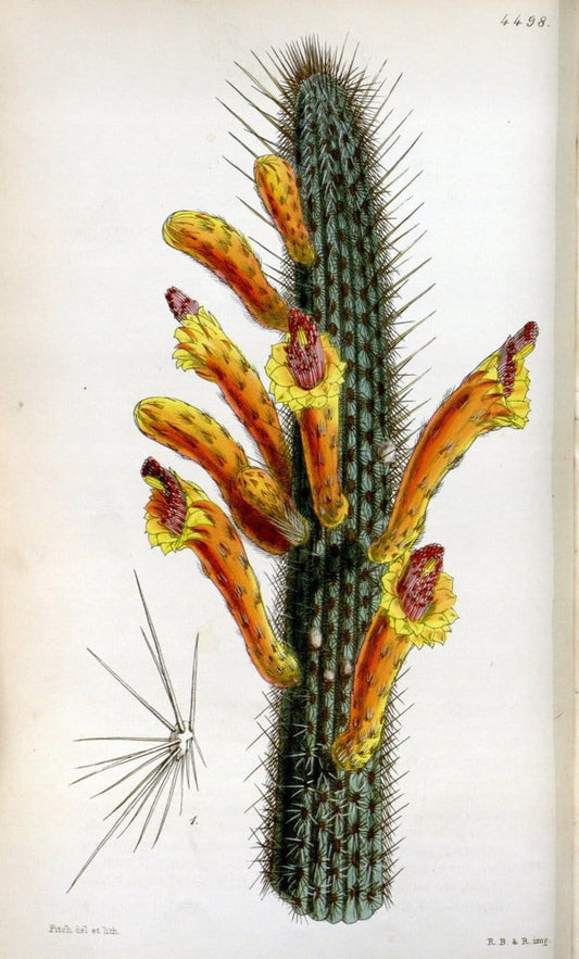 Curtis's botanical magazine. London ;New York [etc.] :Academic Press [etc.]. | Botany Periodicals "Pictorial works"  | Vintage Print Reproduction 451748