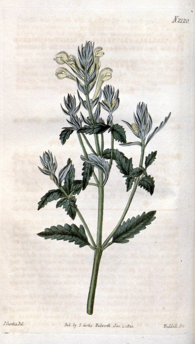Curtis's botanical magazine. London ; New York [etc.] :Academic Press [etc.]. | "Botanical illustration" Botany Periodicals "Pictorial works" "Plants, Ornamental"  | Vintage Print Reproduction 451751