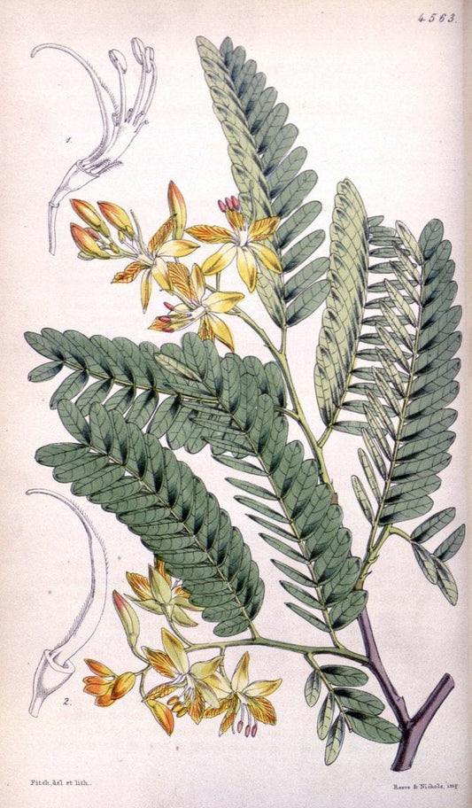 Curtis's botanical magazine. London ; New York [etc.] :Academic Press [etc.]. | "Botanical illustration" Botany Periodicals "Pictorial works" "Plants, Ornamental"  | Vintage Print Reproduction 451752