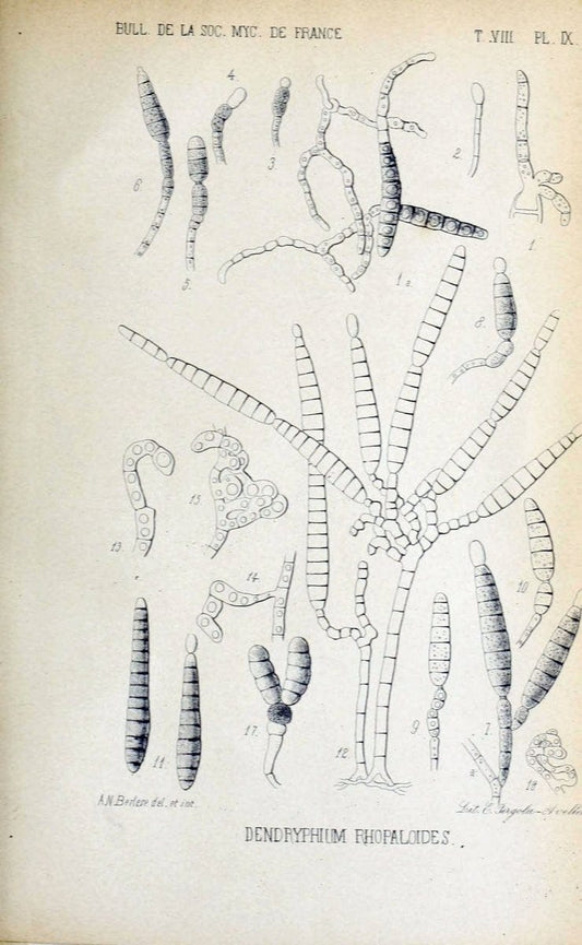 Bulletin de la SociÃ©tÃ© mycologique de France.Epinal :La SociÃ©tÃ©,1885-1903.  | France Fungi Mycology Periodicals | Vintage Print Reproduction 451753