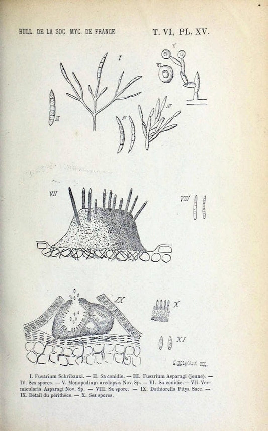 Bulletin de la SociÃ©tÃ© mycologique de France.Epinal :La SociÃ©tÃ©,1885-1903.  | France Fungi Mycology Periodicals | Vintage Print Reproduction 451754