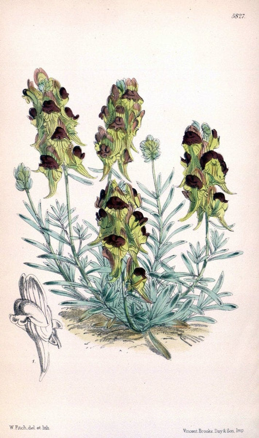 Curtis's botanical magazine. London ; New York [etc.] :Academic Press [etc.]. | "Botanical illustration" Botany Periodicals "Pictorial works" "Plants, Ornamental"  | Vintage Print Reproduction 451755