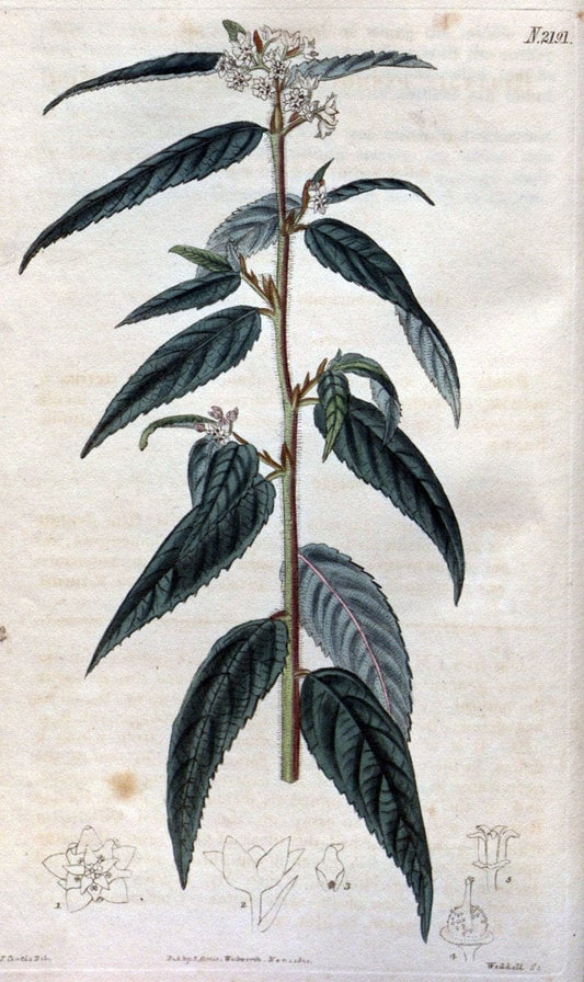 Curtis's botanical magazine. London ; New York [etc.] :Academic Press [etc.]. | "Botanical illustration" Botany Periodicals "Pictorial works" "Plants, Ornamental"  | Vintage Print Reproduction 451756
