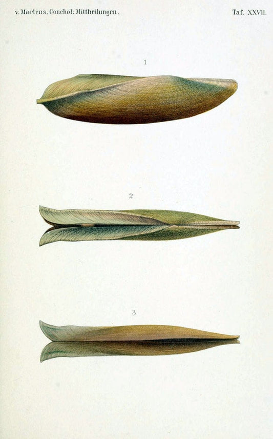 Conchologische Mittheilungen als Fortsetzung der Novitates conchologicae. bd 1 - 3.Cassell :T. Fischer,1880- . |  | Vintage Print Reproduction 451757