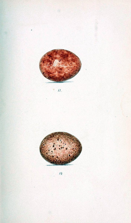 Coloured illustrations of British birds, and their eggs /.London :G.W. Nickisson,1842-1850.. |  | Vintage Print Reproduction 451758
