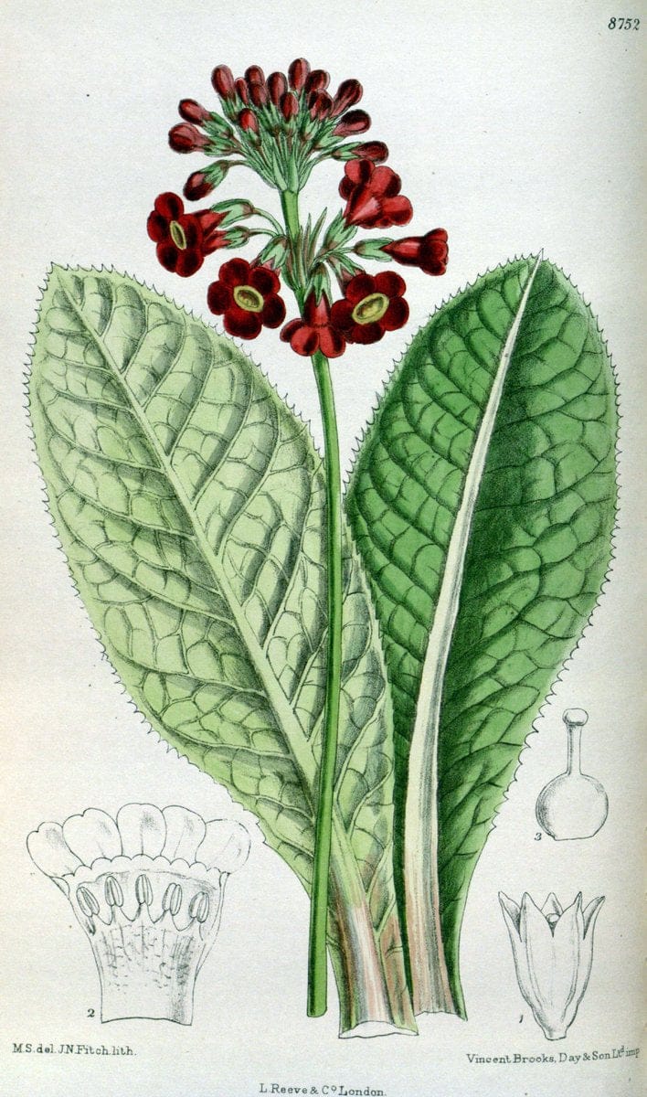 Curtis's botanical magazine. London ; New York [etc.] :Academic Press [etc.]. | "Botanical illustration" Botany Periodicals "Pictorial works" "Plants, Ornamental"  | Vintage Print Reproduction 451759