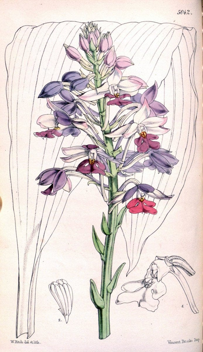 Curtis's botanical magazine. London ; New York [etc.] :Academic Press [etc.]. | "Botanical illustration" Botany Periodicals "Pictorial works" "Plants, Ornamental"  | Vintage Print Reproduction 451760
