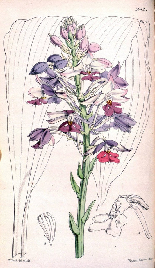 Curtis's botanical magazine. London ; New York [etc.] :Academic Press [etc.]. | "Botanical illustration" Botany Periodicals "Pictorial works" "Plants, Ornamental"  | Vintage Print Reproduction 451760