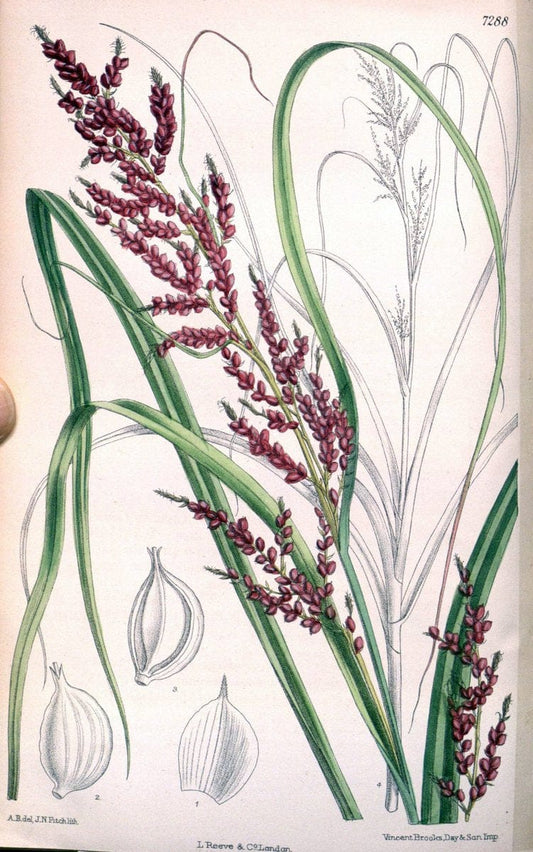 Curtis's botanical magazine. London ; New York [etc.] :Academic Press [etc.]. | "Botanical illustration" Botany Periodicals "Pictorial works" "Plants, Ornamental"  | Vintage Print Reproduction 451762