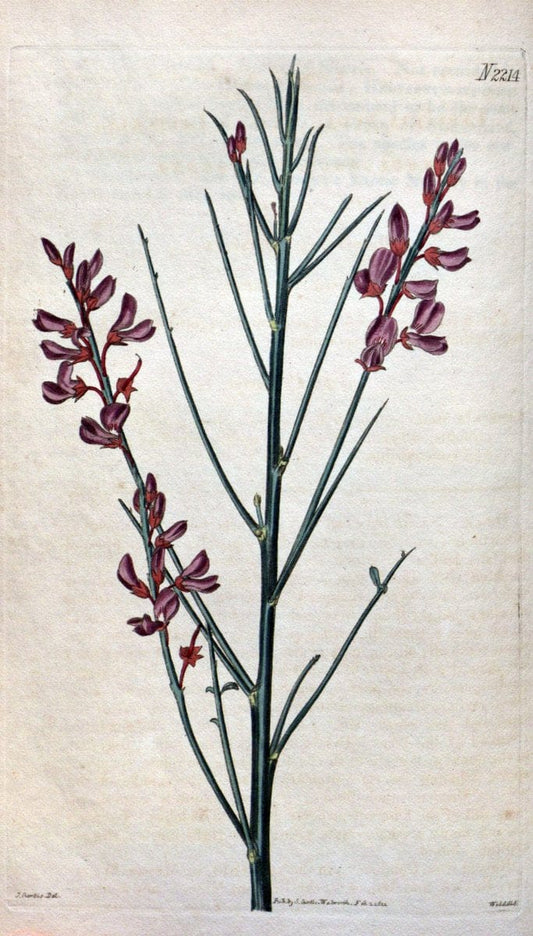 Curtis's botanical magazine. London ; New York [etc.] :Academic Press [etc.]. | "Botanical illustration" Botany Periodicals "Pictorial works" "Plants, Ornamental"  | Vintage Print Reproduction 451763
