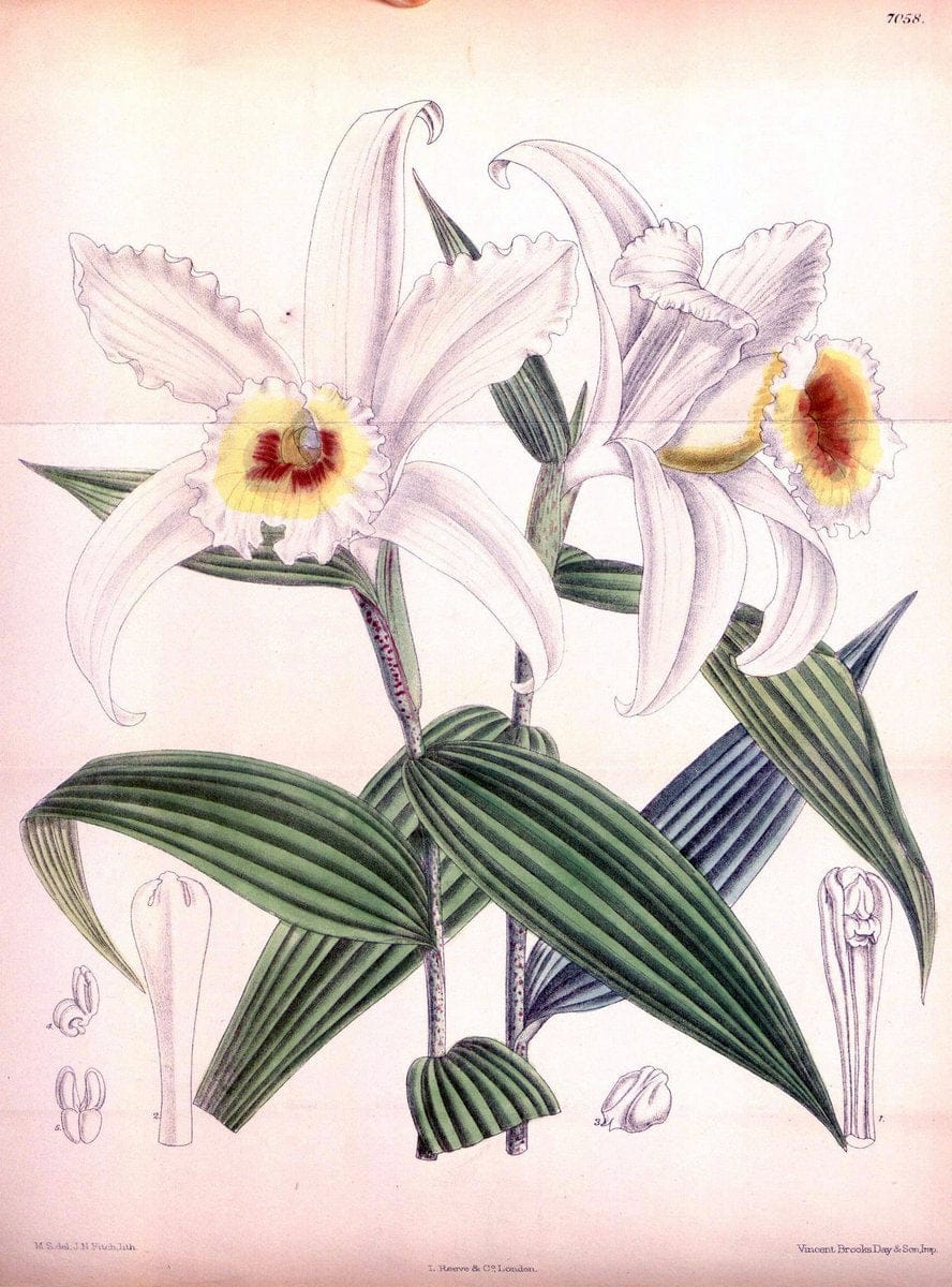 Curtis's botanical magazine. London ; New York [etc.] :Academic Press [etc.]. | "Botanical illustration" Botany Periodicals "Pictorial works" "Plants, Ornamental"  | Vintage Print Reproduction 451764