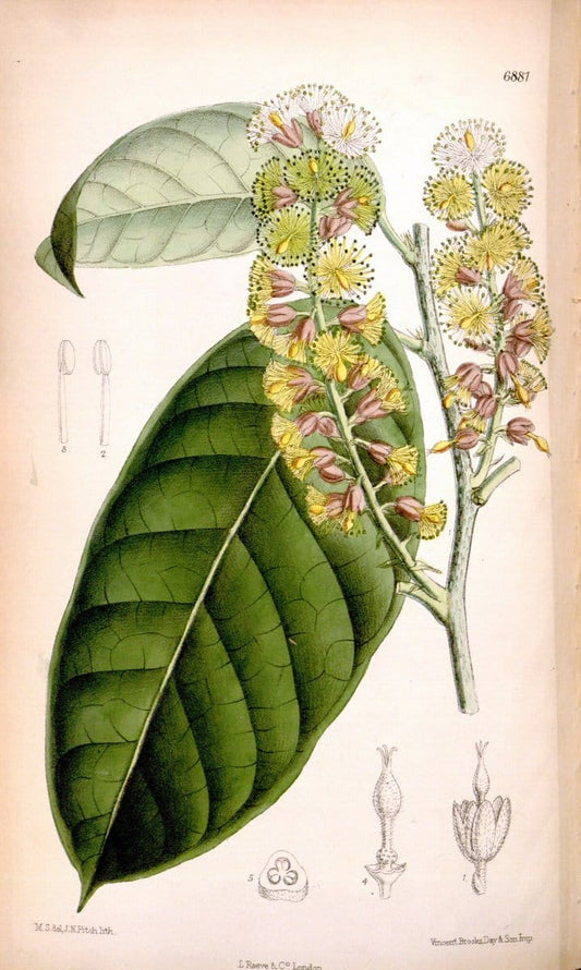 Curtis's botanical magazine. London ; New York [etc.] :Academic Press [etc.]. | "Botanical illustration" Botany Periodicals "Pictorial works" "Plants, Ornamental"  | Vintage Print Reproduction 451765