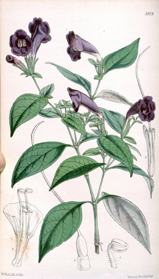Curtis's botanical magazine. London ; New York [etc.] :Academic Press [etc.]. | "Botanical illustration" Botany Periodicals "Pictorial works" "Plants, Ornamental"  | Vintage Print Reproduction 451766