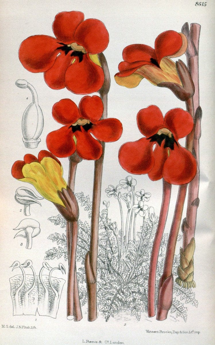 Curtis's botanical magazine. London ; New York [etc.] :Academic Press [etc.]. | "Botanical illustration" Botany Periodicals "Pictorial works" "Plants, Ornamental"  | Vintage Print Reproduction 451767