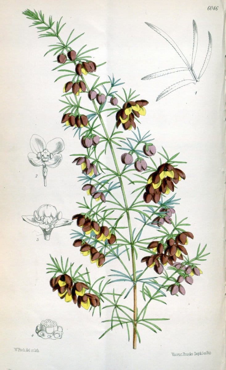 Curtis's botanical magazine. London ; New York [etc.] :Academic Press [etc.]. | "Botanical illustration" Botany Periodicals "Pictorial works" "Plants, Ornamental"  | Vintage Print Reproduction 451768