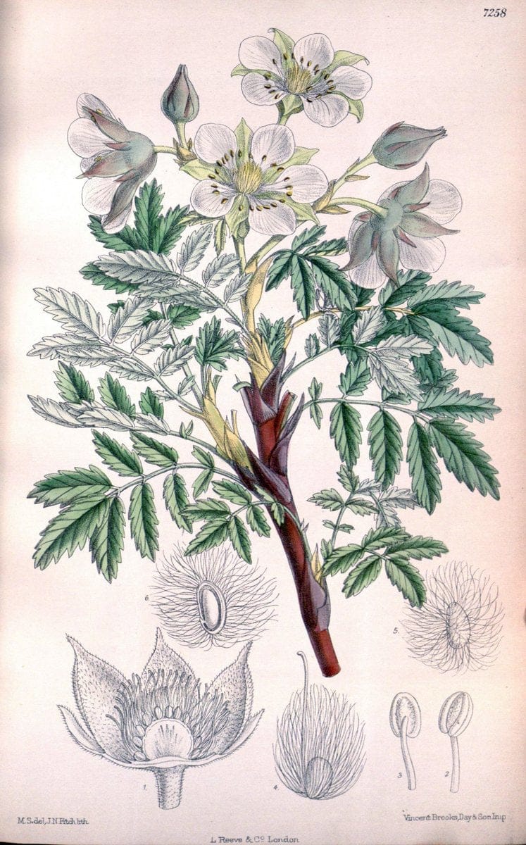 Curtis's botanical magazine. London ; New York [etc.] :Academic Press [etc.]. | "Botanical illustration" Botany Periodicals "Pictorial works" "Plants, Ornamental"  | Vintage Print Reproduction 451769