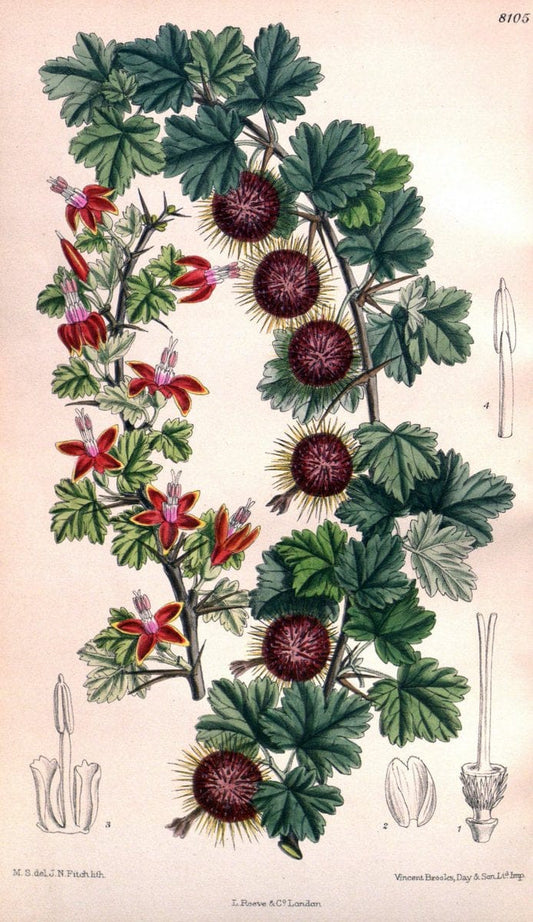 Curtis's botanical magazine. London ; New York [etc.] :Academic Press [etc.]. | "Botanical illustration" Botany Periodicals "Pictorial works" "Plants, Ornamental"  | Vintage Print Reproduction 451771