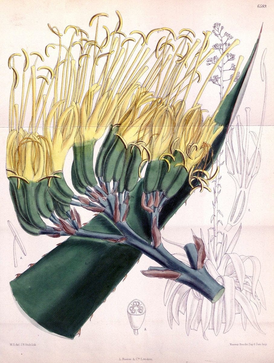 Curtis's botanical magazine. London ; New York [etc.] :Academic Press [etc.]. | "Botanical illustration" Botany Periodicals "Pictorial works" "Plants, Ornamental"  | Vintage Print Reproduction 451772