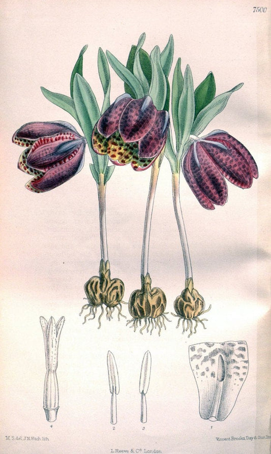Curtis's botanical magazine. London ; New York [etc.] :Academic Press [etc.]. | "Botanical illustration" Botany Periodicals "Pictorial works" "Plants, Ornamental"  | Vintage Print Reproduction 451773