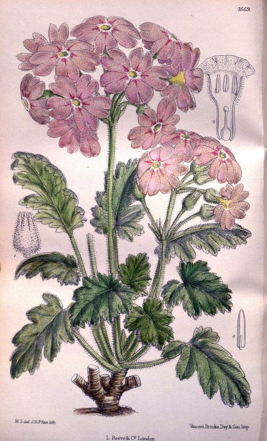 Curtis's botanical magazine. London ; New York [etc.] :Academic Press [etc.]. | "Botanical illustration" Botany Periodicals "Pictorial works" "Plants, Ornamental"  | Vintage Print Reproduction 451774