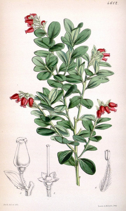 Curtis's botanical magazine. London ; New York [etc.] :Academic Press [etc.]. | "Botanical illustration" Botany Periodicals "Pictorial works" "Plants, Ornamental"  | Vintage Print Reproduction 451775
