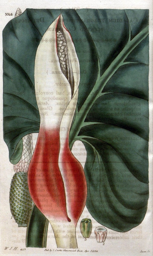 Curtis's botanical magazine..London ;New York [etc.] :Academic Press [etc.]. |  | Vintage Print Reproduction 451776
