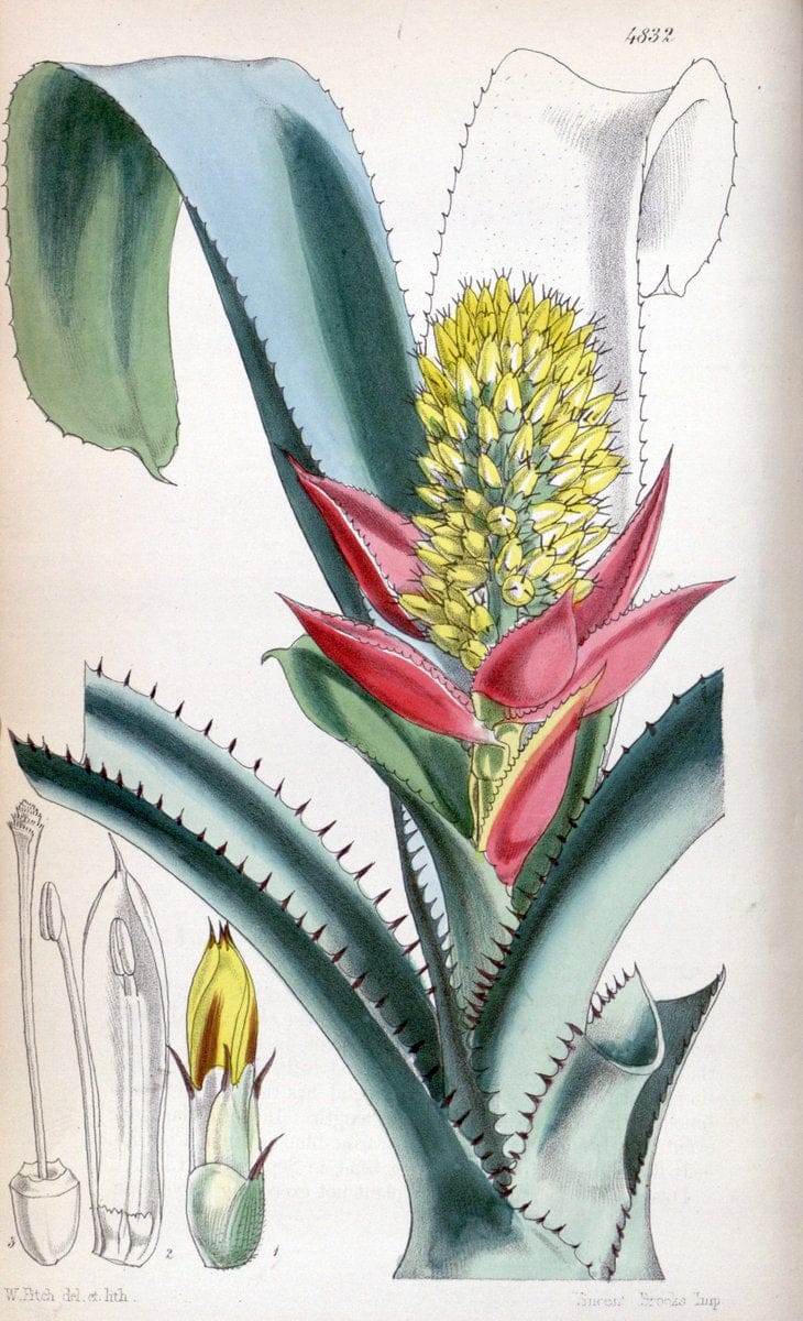 Curtis's botanical magazine. London ;New York [etc.] :Academic Press [etc.]. | Botany Periodicals "Pictorial works"  | Vintage Print Reproduction 451777