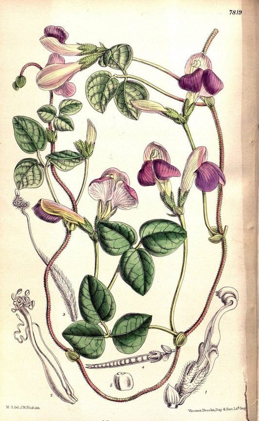 Curtis's botanical magazine. London ;New York [etc.] :Academic Press [etc.]. | Botany Periodicals "Pictorial works"  | Vintage Print Reproduction 451778