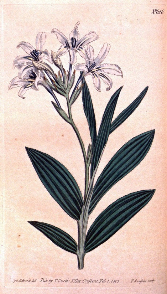 Curtis's botanical magazine. London ;New York [etc.] :Academic Press [etc.]. | Botany Periodicals "Pictorial works"  | Vintage Print Reproduction 451779
