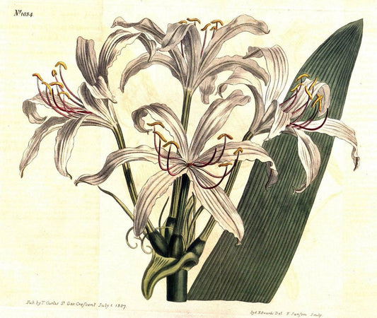 Curtis's botanical magazine. London ;New York [etc.] :Academic Press [etc.]. | Botany Periodicals "Pictorial works"  | Vintage Print Reproduction 451781
